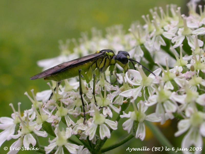 Tenthredo mesomela