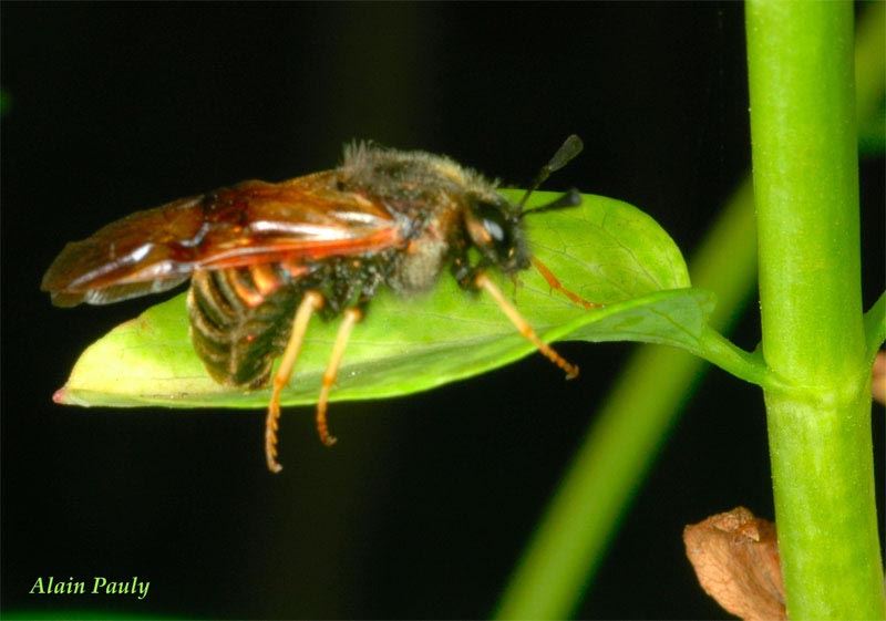 Zaria fasciata