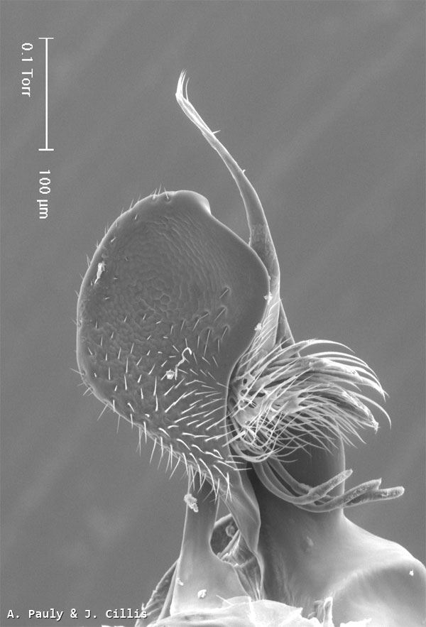 Halictus cephalicus Morawitz 1873