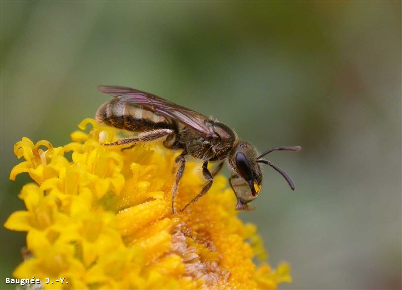 Lasioglossum nitidulum