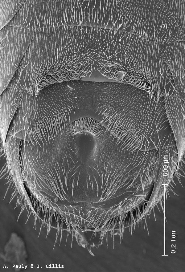 Halictus (Seladonia) confusus alpinus Alfken 1907