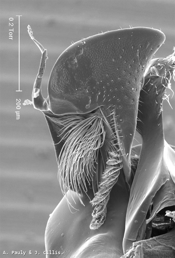 Halictus confusus alpinus Alfken 1907