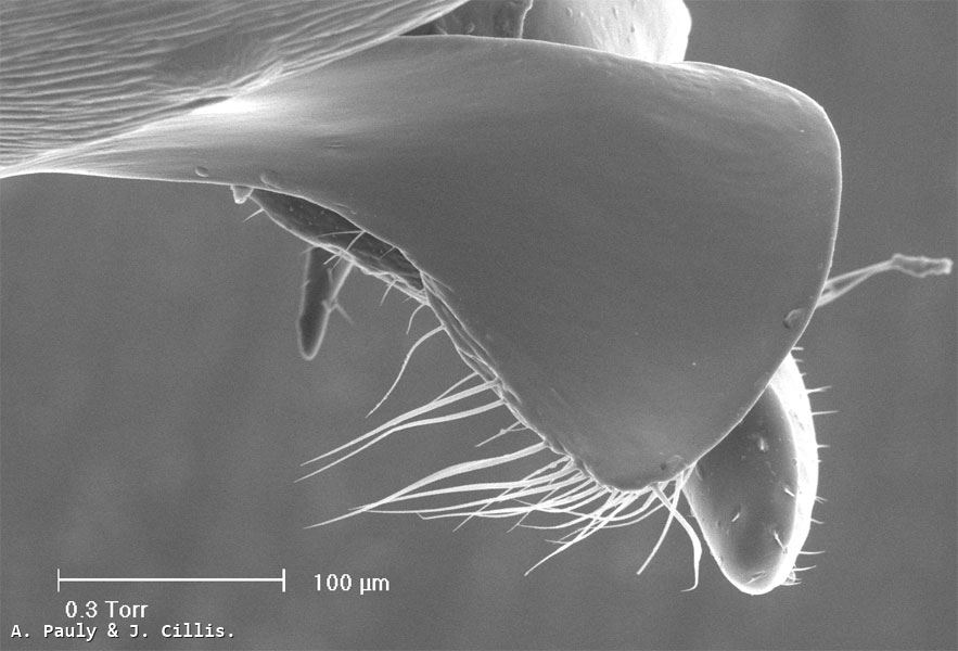 Halictus confusus alpinus Alfken 1907