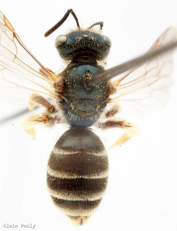 Halictus confusus alpinus Alfken 1907