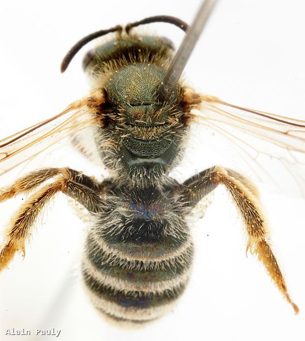 Halictus confusus glacialis Ebmer 1979