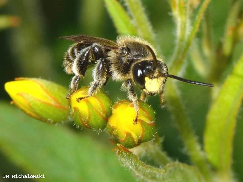 Macropis fulvipes