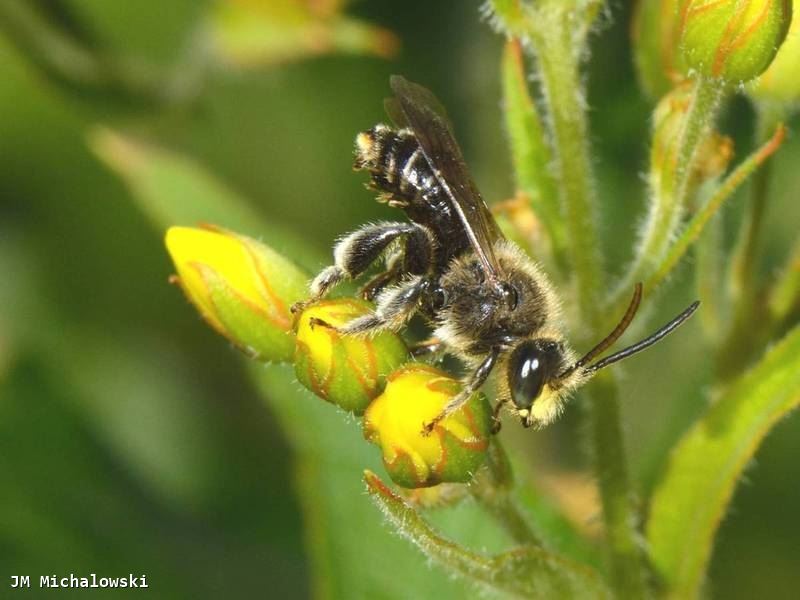 Macropis fulvipes