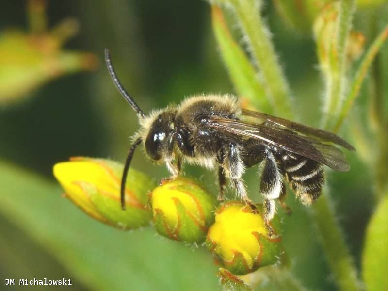 Macropis fulvipes