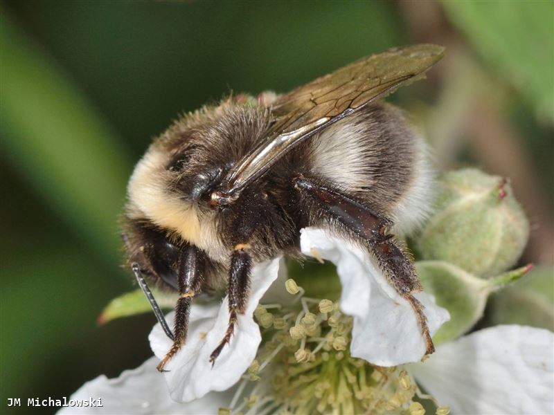 Bombus lucorum mâle