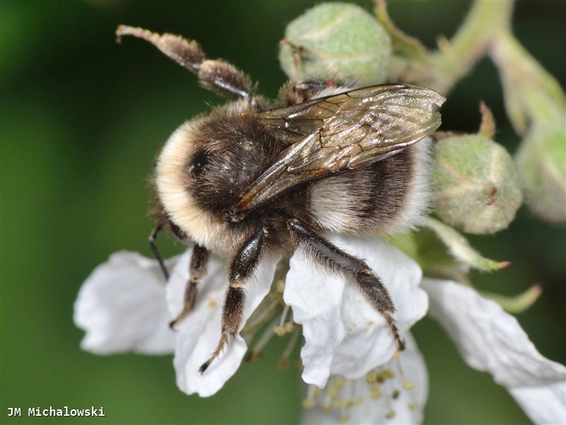 Bombus lucorum mâle