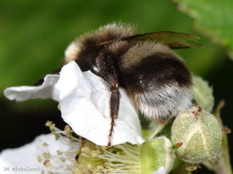 Bombus lucorum mâle