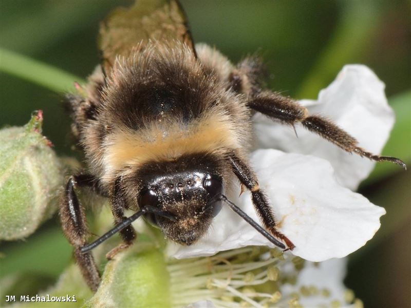 Bombus lucorum mâle