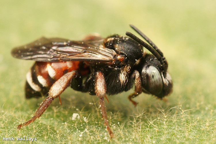 Epeoloides coecutiens