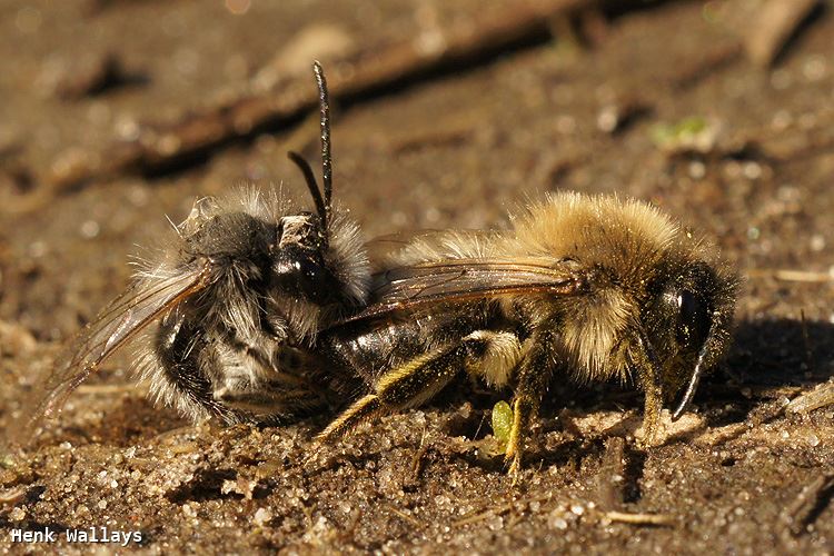 Andrena nycthemera