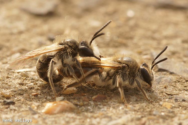 Andrena ventralis 