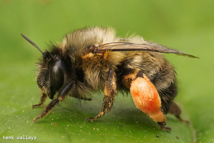 Anthophora plumipes 