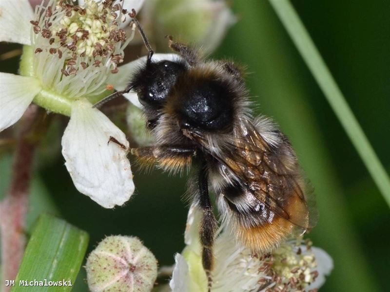 Bombus rupestris mâle