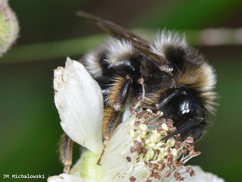 Bombus rupestris mâle