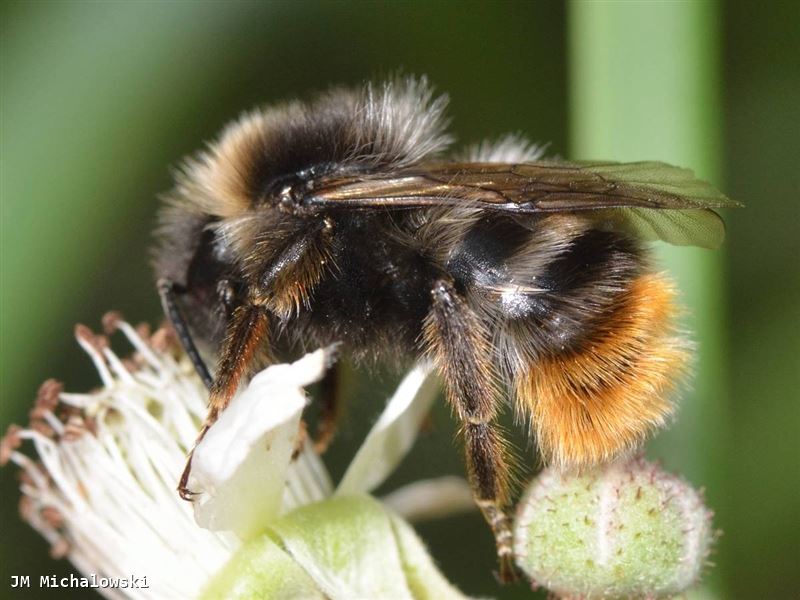 Bombus rupestris mâle