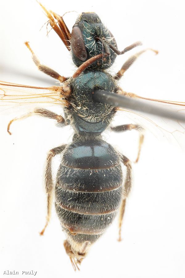 Halictus gavarnicus delphinalis Blüthgen 1935