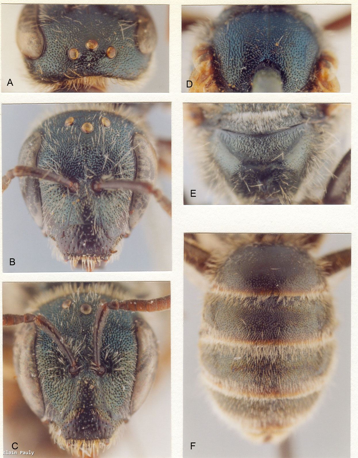 Halictus gavarnicus Pérez 1903