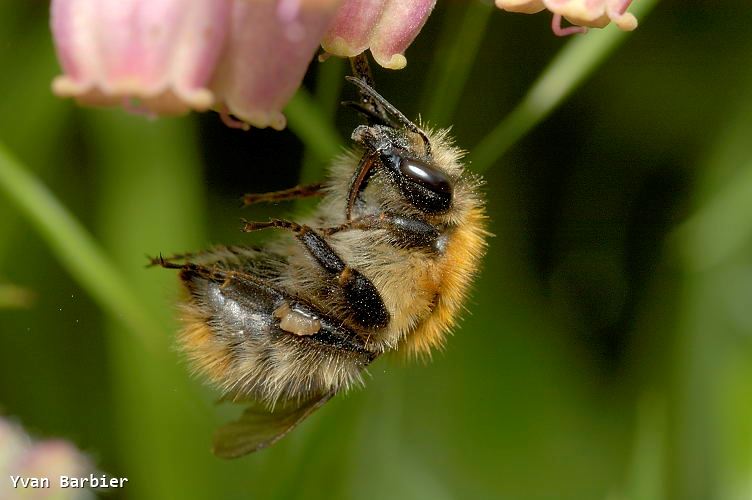 Bombus pascuorum