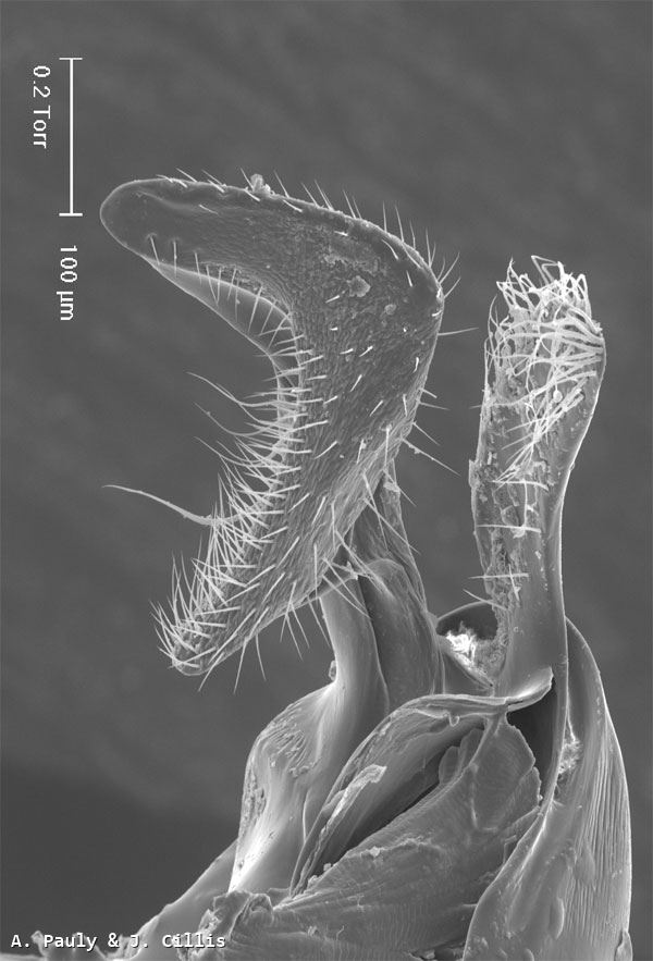 Halictus gemmeus (Dours 1872)