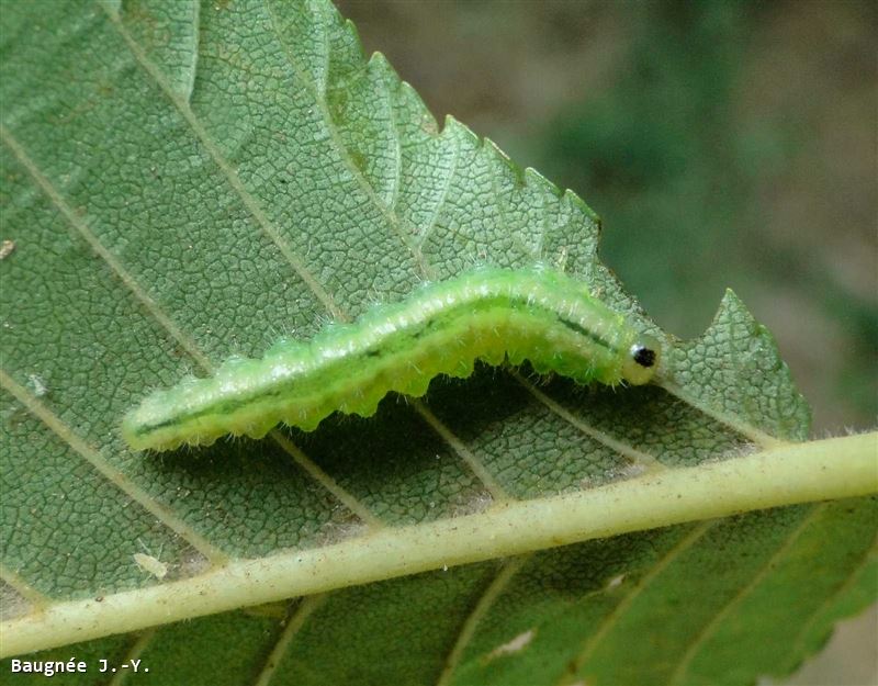 Cladius (Trichiocampus) ulmi