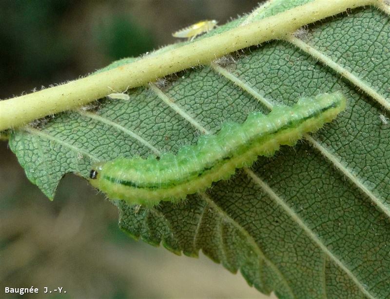 Cladius (Trichiocampus) ulmi