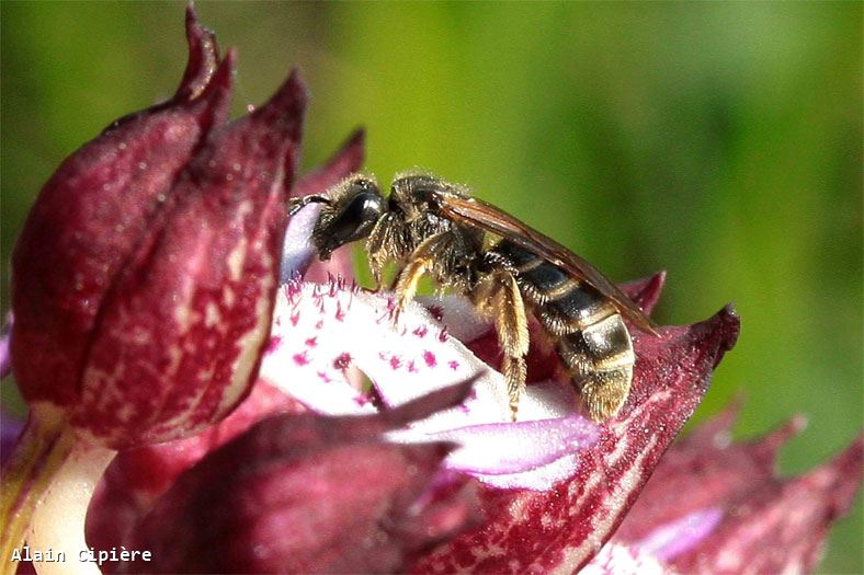 Lasioglossum marginatum