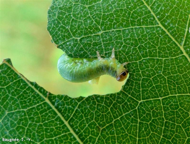 Hemichroa australis