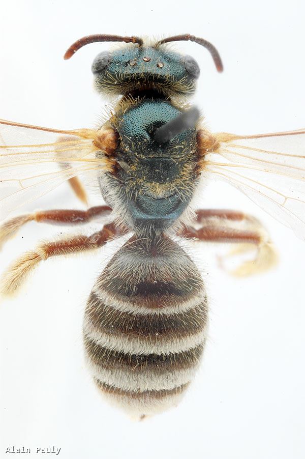 Halictus leucaheneus arenosus Ebmer 1976