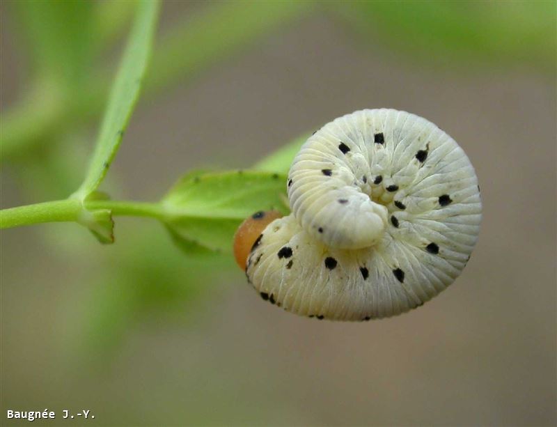 Tenthredo zona