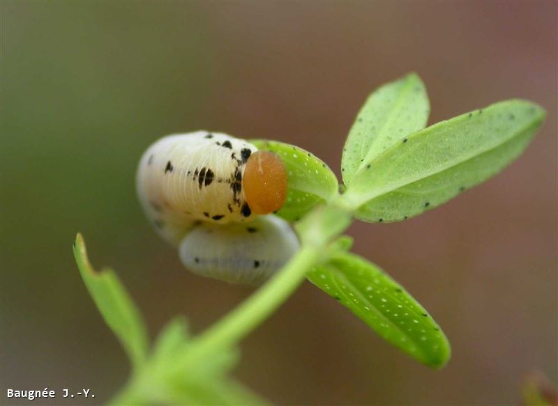 Tenthredo zona