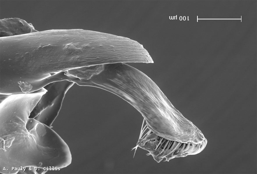 Halictus leucaheneus arenosus Ebmer 1976