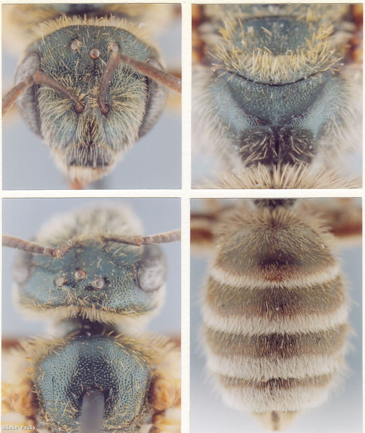 Halictus leucaheneus arenosus Ebmer 1976