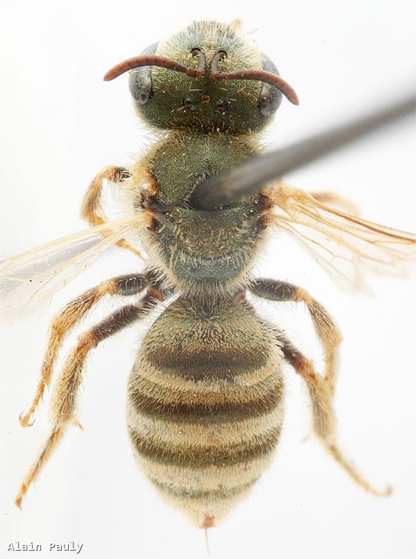 Halictus seladonius (Fabricius 1794)