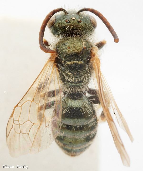 Halictus seladonius (Fabricius 1794)