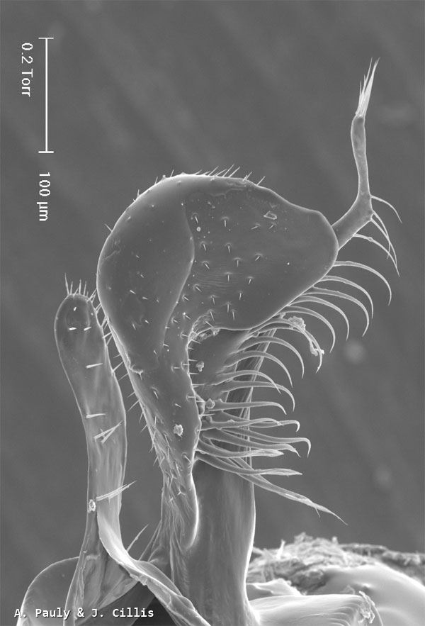 Halictus seladonius (Fabricius 1794)