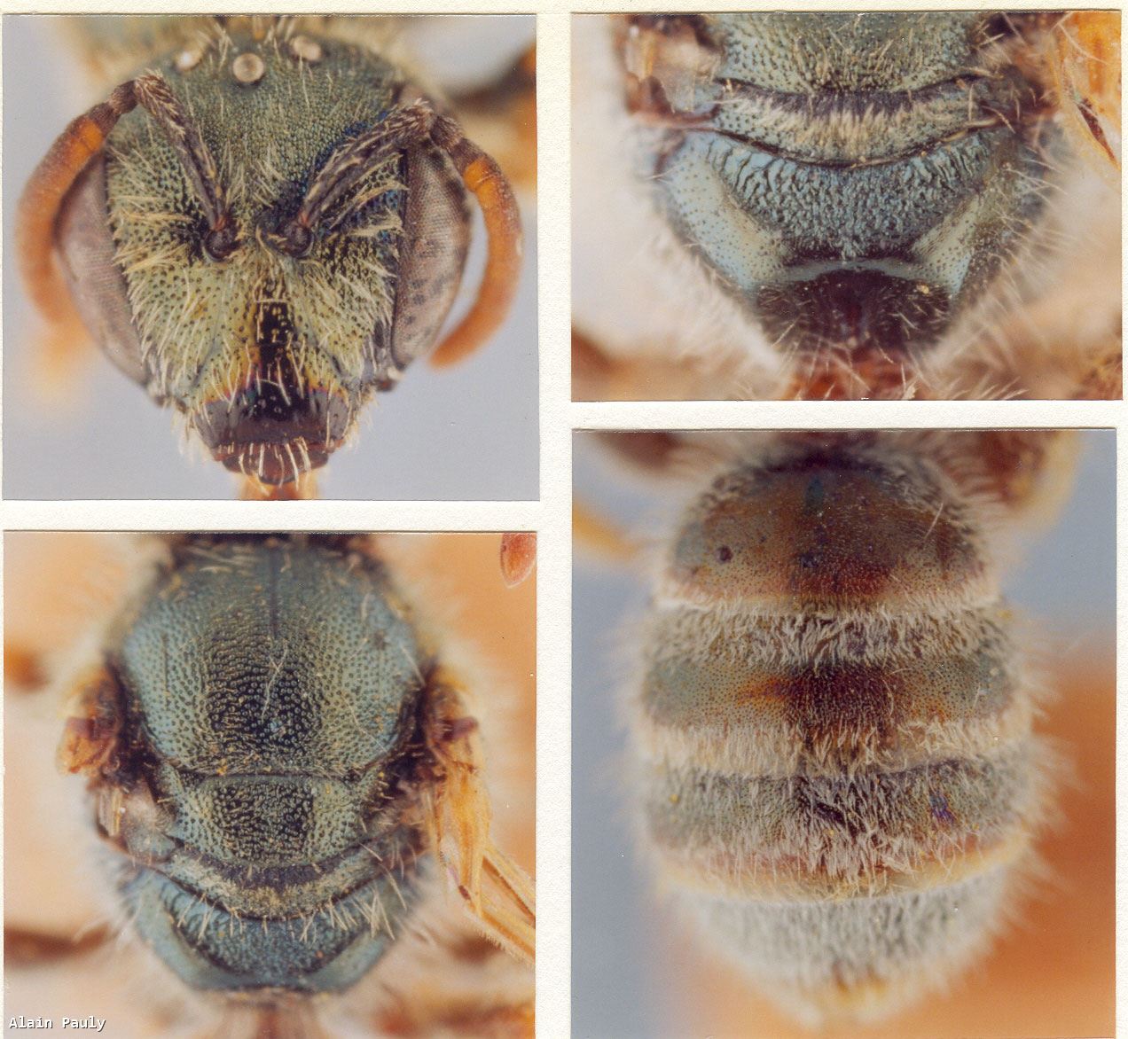 Halictus semitectus Morawitz 1873