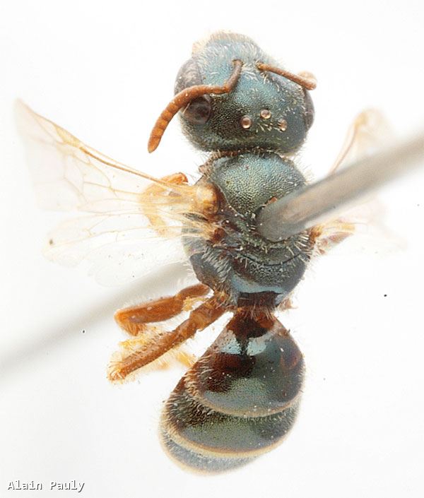 Halictus smaragdulus Vachal 1895