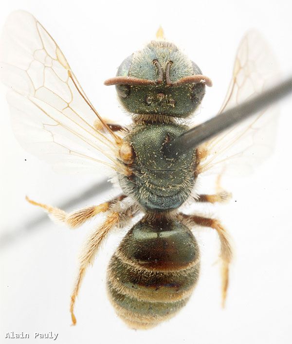 Halictus smaragdulus Vachal 1895