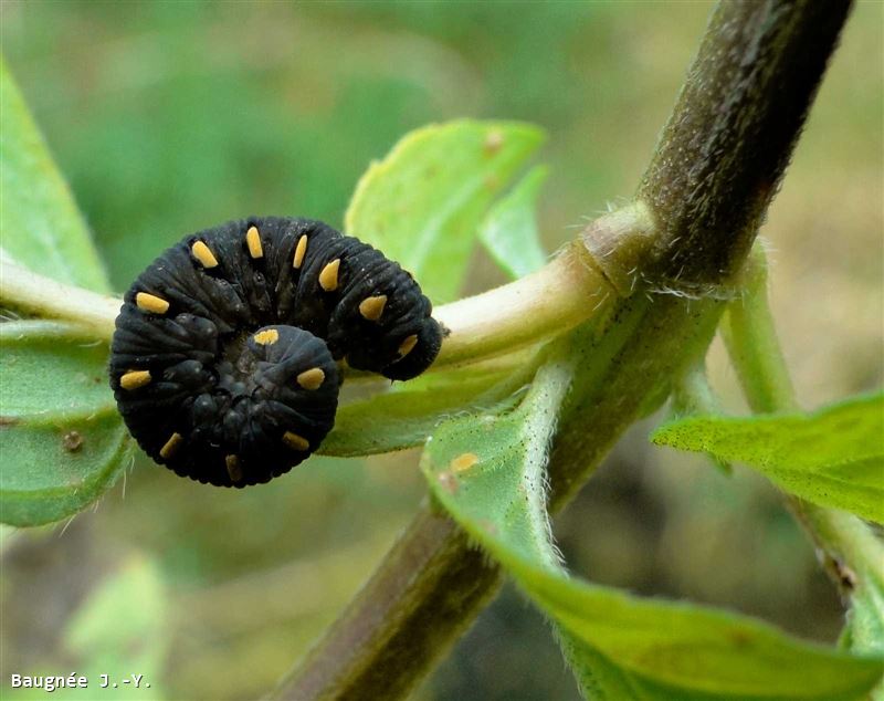 Tenthredo marginella