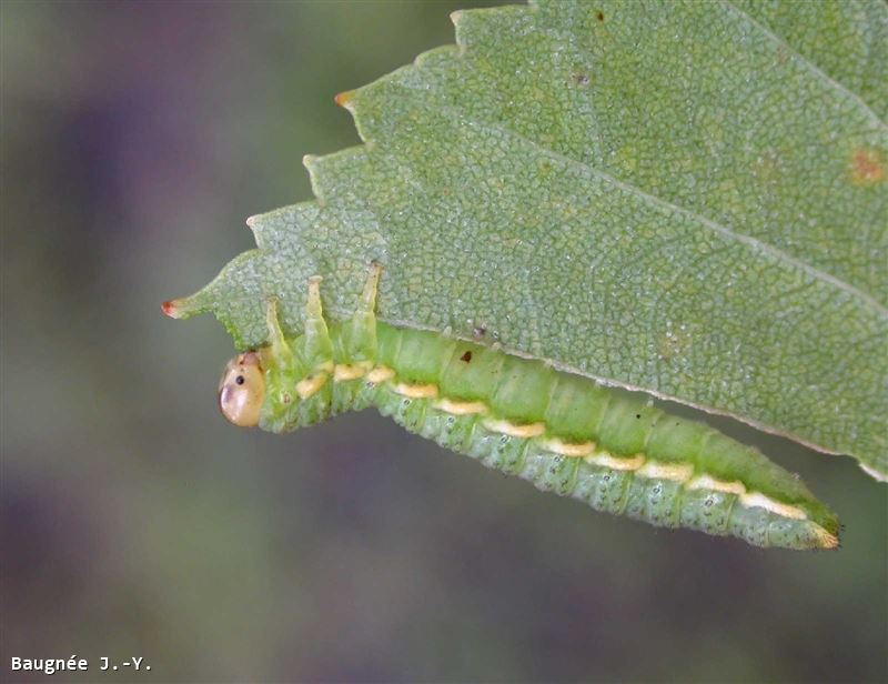 Arge dimidiata