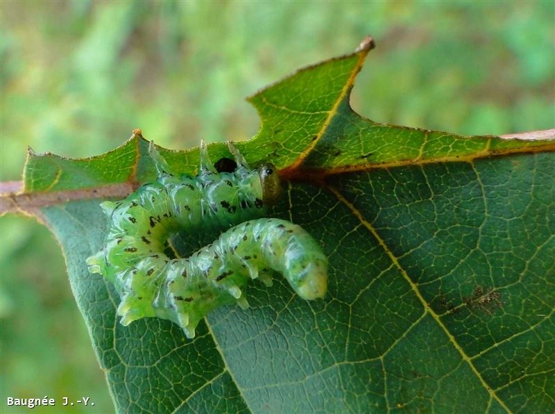 Craesus alniastri