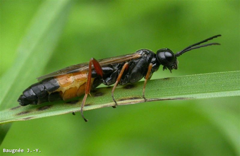 Allantus (Emphytus) calceatus