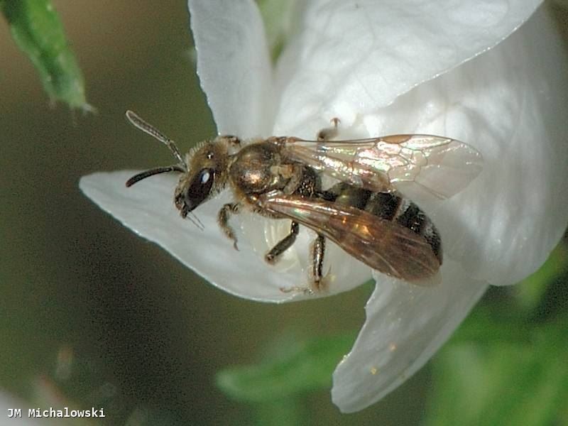 Lasioglossum nitidulum