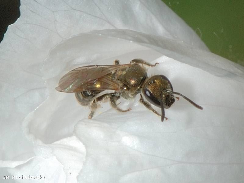 Lasioglossum nitidulum