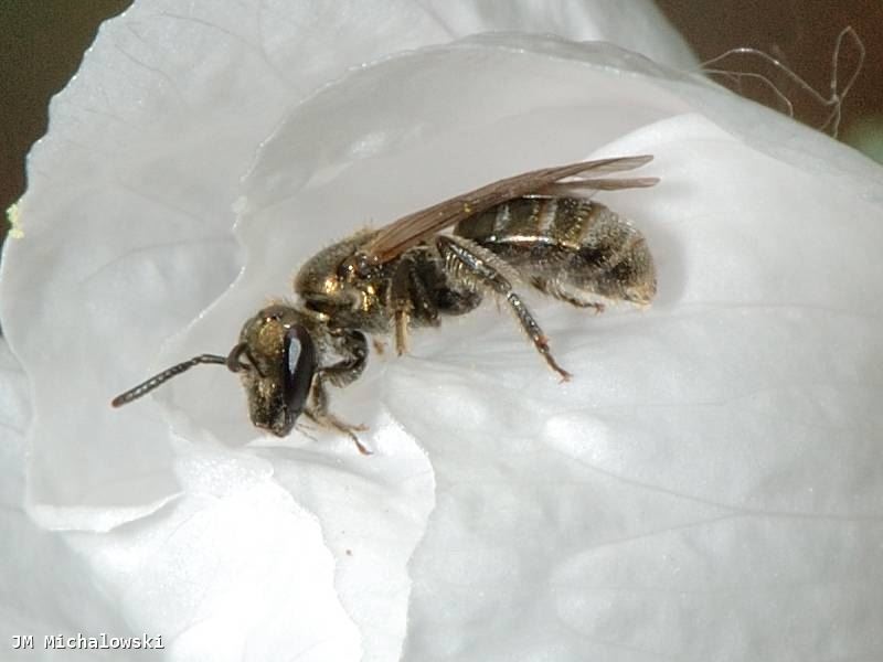 Lasioglossum nitidulum