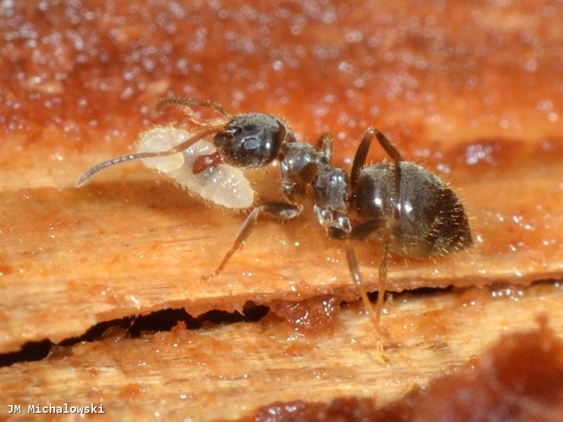 Lasius platythorax